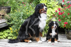 Bernese Mountain Dog