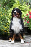 Bernese Mountain Dog