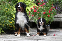 Bernese Mountain Dog