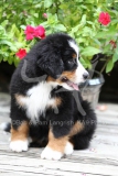 Bernese Mountain Dog