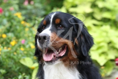 Bernese Mountain Dog