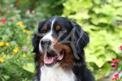 Bernese Mountain Dog