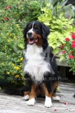 Bernese Mountain Dog