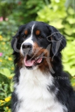 Bernese Mountain Dog