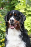 Bernese Mountain Dog