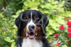 Bernese Mountain Dog