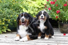 Bernese Mountain Dog