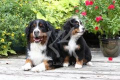 Bernese Mountain Dog