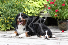 Bernese Mountain Dog