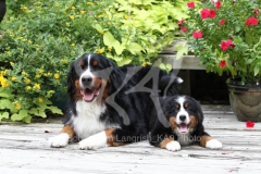 Bernese Mountain Dog