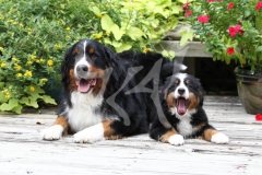 Bernese Mountain Dog