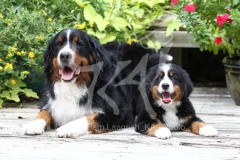 Bernese Mountain Dog