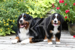 Bernese Mountain Dog