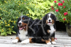 Bernese Mountain Dog