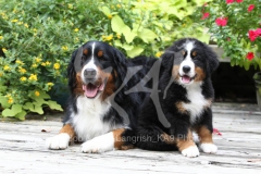 Bernese Mountain Dog