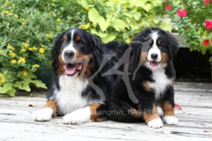 Bernese Mountain Dog