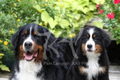 Bernese Mountain Dog