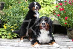 Bernese Mountain Dog