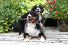 Bernese Mountain Dog