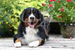 Bernese Mountain Dog