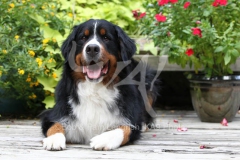 Bernese Mountain Dog