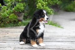 Bernese Mountain Dog