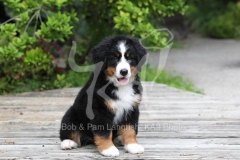 Bernese Mountain Dog