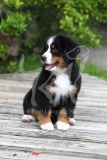 Bernese Mountain Dog