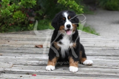 Bernese Mountain Dog