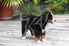 Bernese Mountain Dog