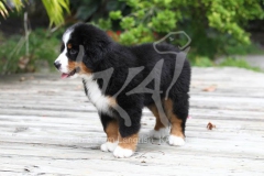 Bernese Mountain Dog