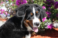 Bernese Mountain Dog