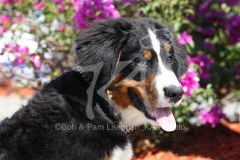 Bernese Mountain Dog