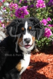 Bernese Mountain Dog