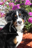 Bernese Mountain Dog