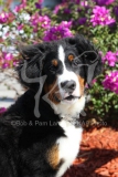 Bernese Mountain Dog