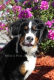 Bernese Mountain Dog