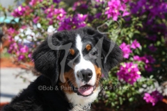 Bernese Mountain Dog