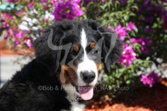 Bernese Mountain Dog