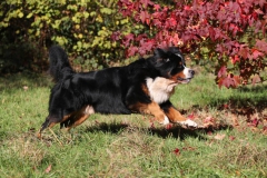 Bernese Mountain Dog