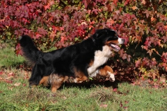 Bernese Mountain Dog