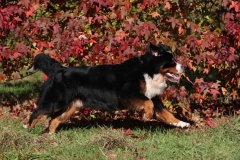 Bernese Mountain Dog