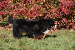 Bernese Mountain Dog