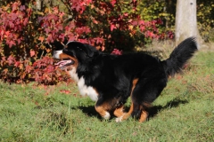 Bernese Mountain Dog