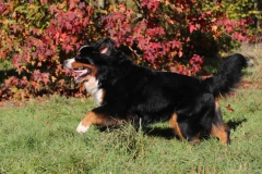 Bernese Mountain Dog