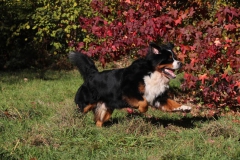 Bernese Mountain Dog