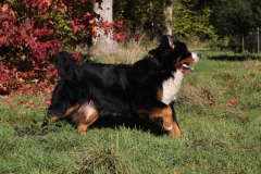 Bernese Mountain Dog