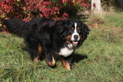 Bernese Mountain Dog