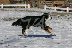 Bernese Mountain Dog