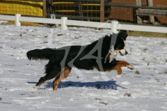 Bernese Mountain Dog